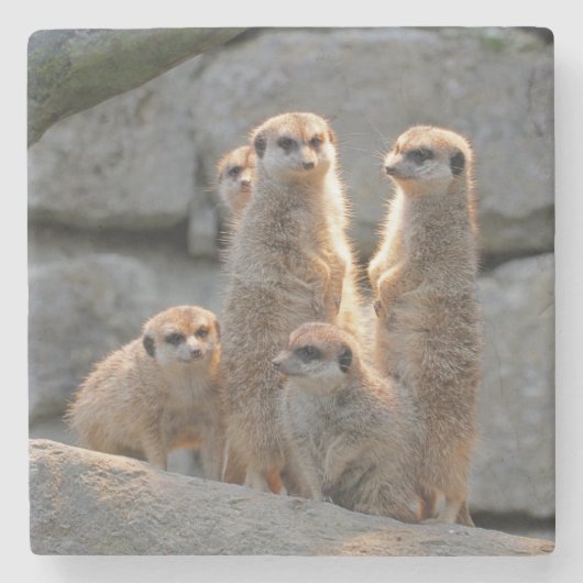 Meerkat 110 stenen onderzetter (Voorkant)