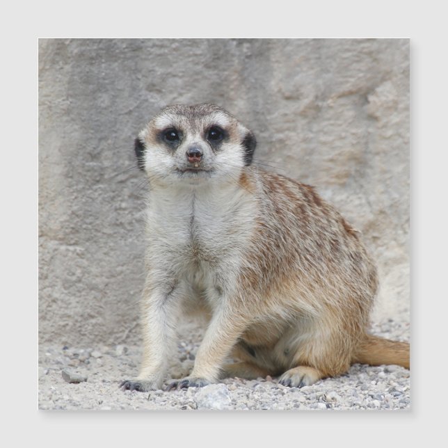 Meerkat 134 (Voorkant)