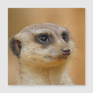 Meerkat 154