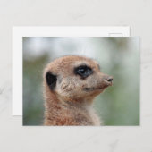 Meerkat 180 briefkaart (Voorkant / Achterkant)