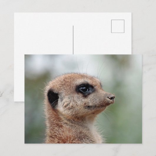 Meerkat 180 briefkaart (Voorkant / Achterkant)