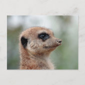 Meerkat 180 briefkaart (Voorkant)