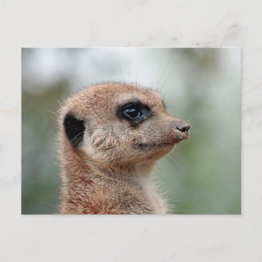Meerkat 180 briefkaart (Voorkant)