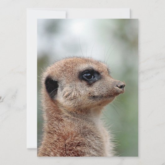 Meerkat 180 feestdagenkaart (Voorkant)