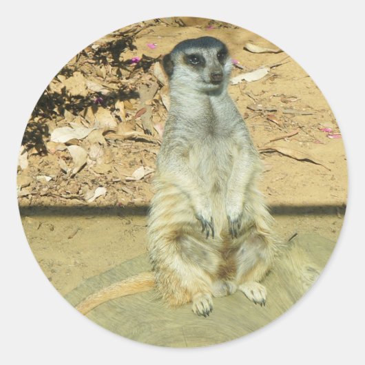 Meerkat #1 Sticker (Voorkant)
