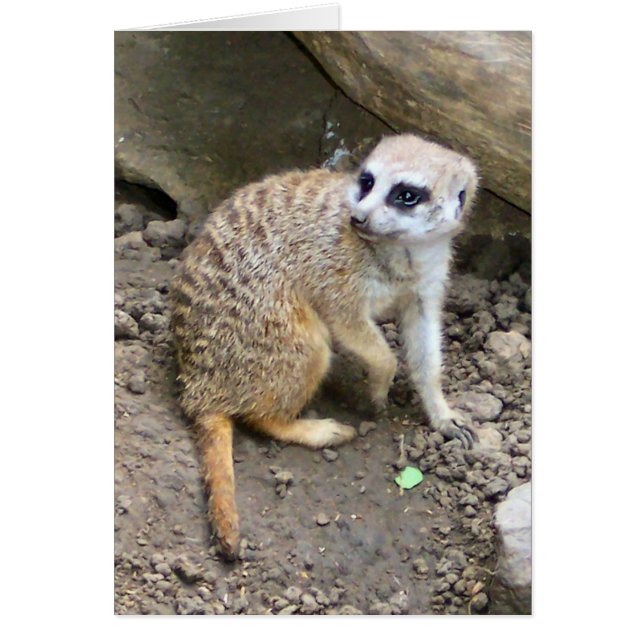 Meerkat #2 (Voorkant)