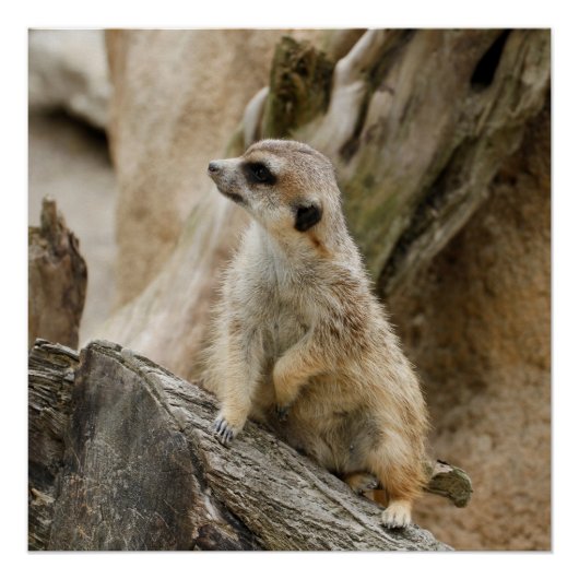 Meerkat 2014-1001 poster (Voorkant)