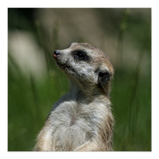 Meerkat_2014_1006 Perfect Poster (Voorkant)