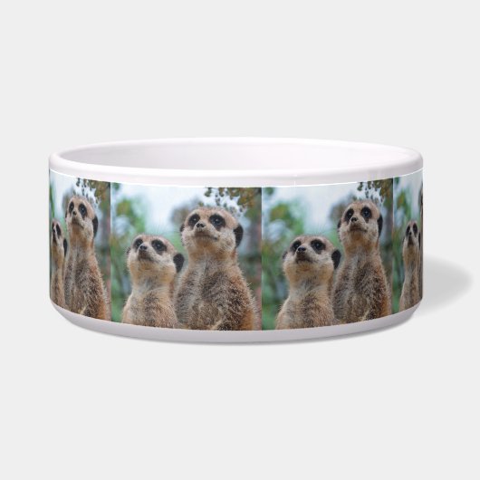 Meerkat_2015_0410 Voerbakje (Rechts)