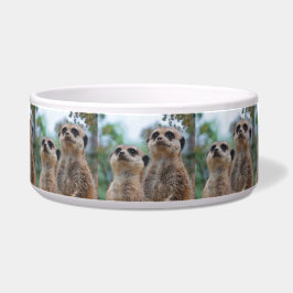 Meerkat_2015_0410 Voerbakje