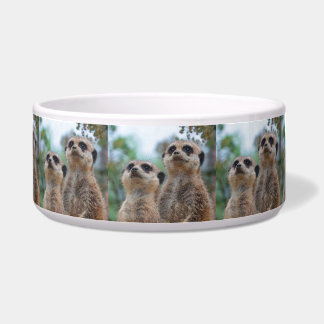 Meerkat_2015_0410 Voerbakje