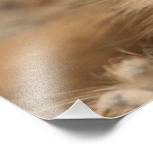 Meerkat_20170901_by_JAMFoto Foto Afdruk (Hoek)