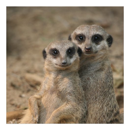 Meerkat_20170901_by_JAMFoto Foto Afdruk (Voorkant)