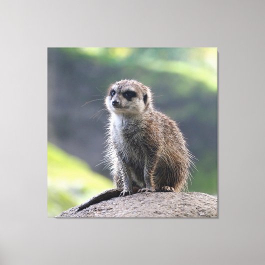 Meerkat_20171101_by_JAMFoto Canvas Afdruk (Voorkant)