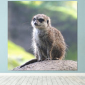 Meerkat_20171101_by_JAMFoto Canvas Afdruk (Insitu (Houten vloer))