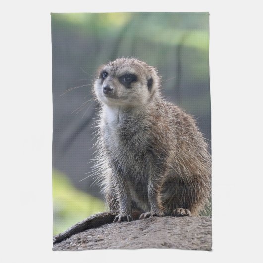 Meerkat_20171101_by_JAMFoto Theedoek (Verticaal)