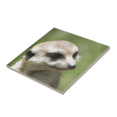 Meerkat_20171201_by_JAMFoto Tegeltje (Zijkant)