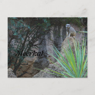 Meerkat # 2 briefkaart