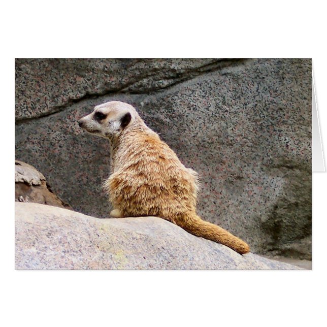 Meerkat #3 (Voorkant Horizontaal)