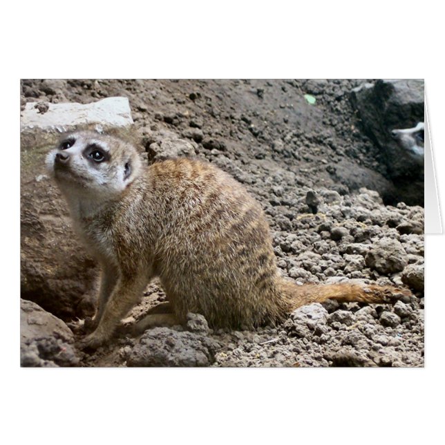Meerkat #6 (Voorkant Horizontaal)
