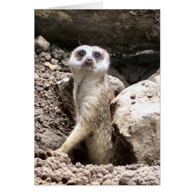 Meerkat #7 (Voorkant)