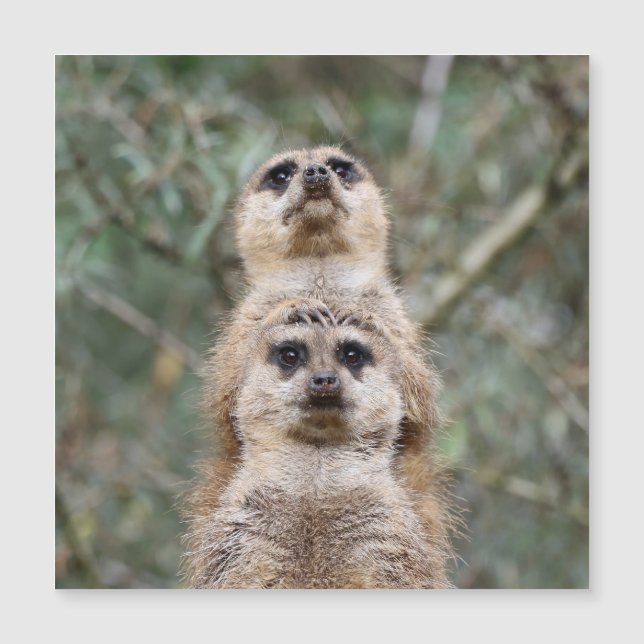 Meerkat 81 (Voorkant)