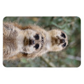 Meerkat 81 magneet (Horizontaal)