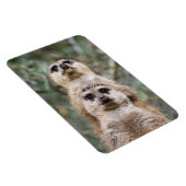Meerkat 81 magneet (Rechterzijde)