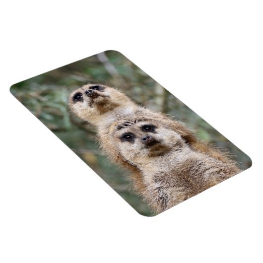 Meerkat 81 magneet (Rechterzijde)