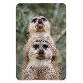 Meerkat 81 magneet (Verticaal)