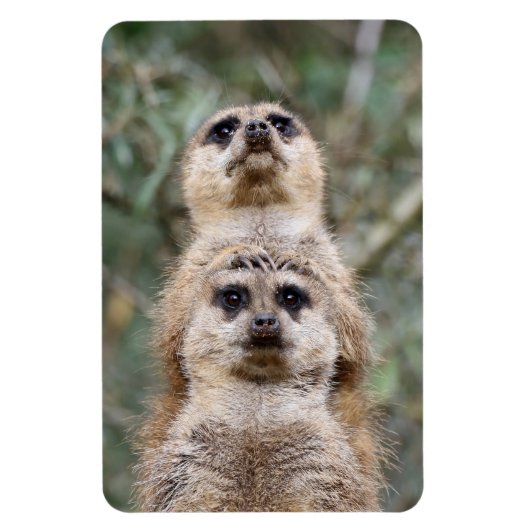 Meerkat 81 magneet (Verticaal)