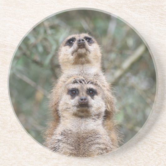 Meerkat 81 zandsteen onderzetter (Voorkant)