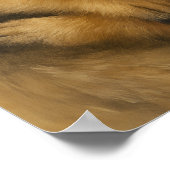 Meerkat Affection Poster (Hoek)