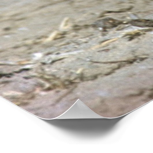 Meerkat Baby Sitter en pups (Suricata Suricata) Poster (Hoek)