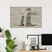 Meerkat Baby Sitter en pups (Suricata Suricata) Poster (Thuiskantoor)