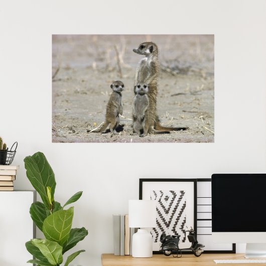 Meerkat Baby Sitter en pups (Suricata Suricata) Poster (Thuiskantoor)