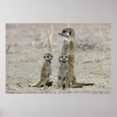 Meerkat Baby Sitter en pups (Suricata Suricata) Poster (Voorkant)