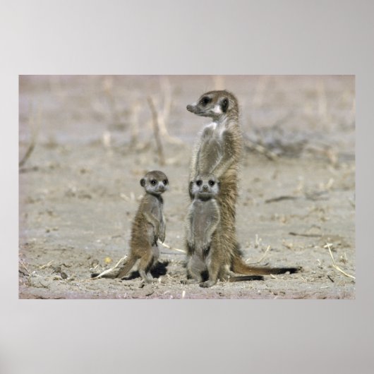 Meerkat Baby Sitter en pups (Suricata Suricata) Poster (Voorkant)