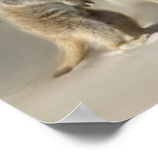 Meerkat baby twins poster (Hoek)