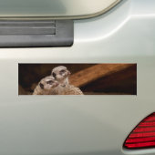 Meerkat Background Bumpersticker (Op auto)