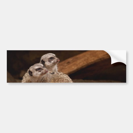 Meerkat Background Bumpersticker (Voorkant)