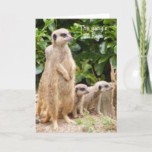 Meerkat bende verjaardagskaart kaart