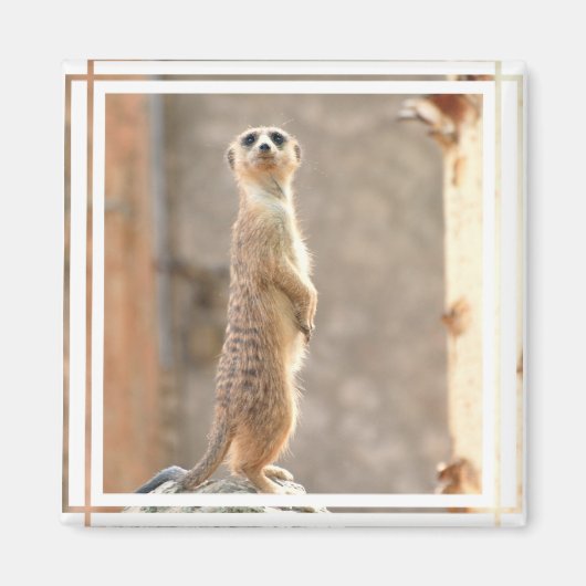 Meerkat bij Aandachtsmagneet Magneet (Voorkant)