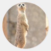 Meerkat bij Attention Stickers (Voorkant)