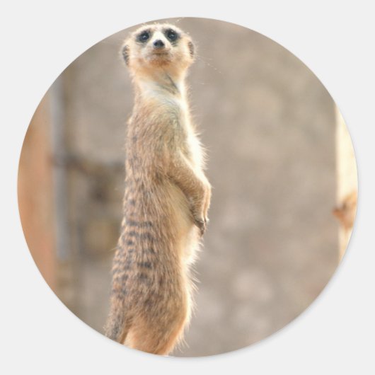 Meerkat bij Attention Stickers (Voorkant)