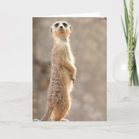 Meerkat bij het Wenskaart van de Aandacht Kaart (Voorkant)