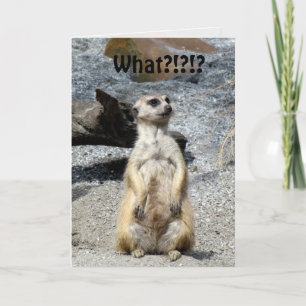 Meerkat Birthday Kaart