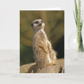Meerkat Birthday Kaart (Voorkant)