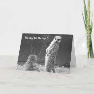 Meerkat Birthday Kaart