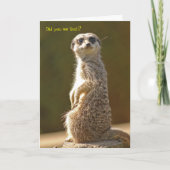 Meerkat Birthday Kaart (Voorkant)